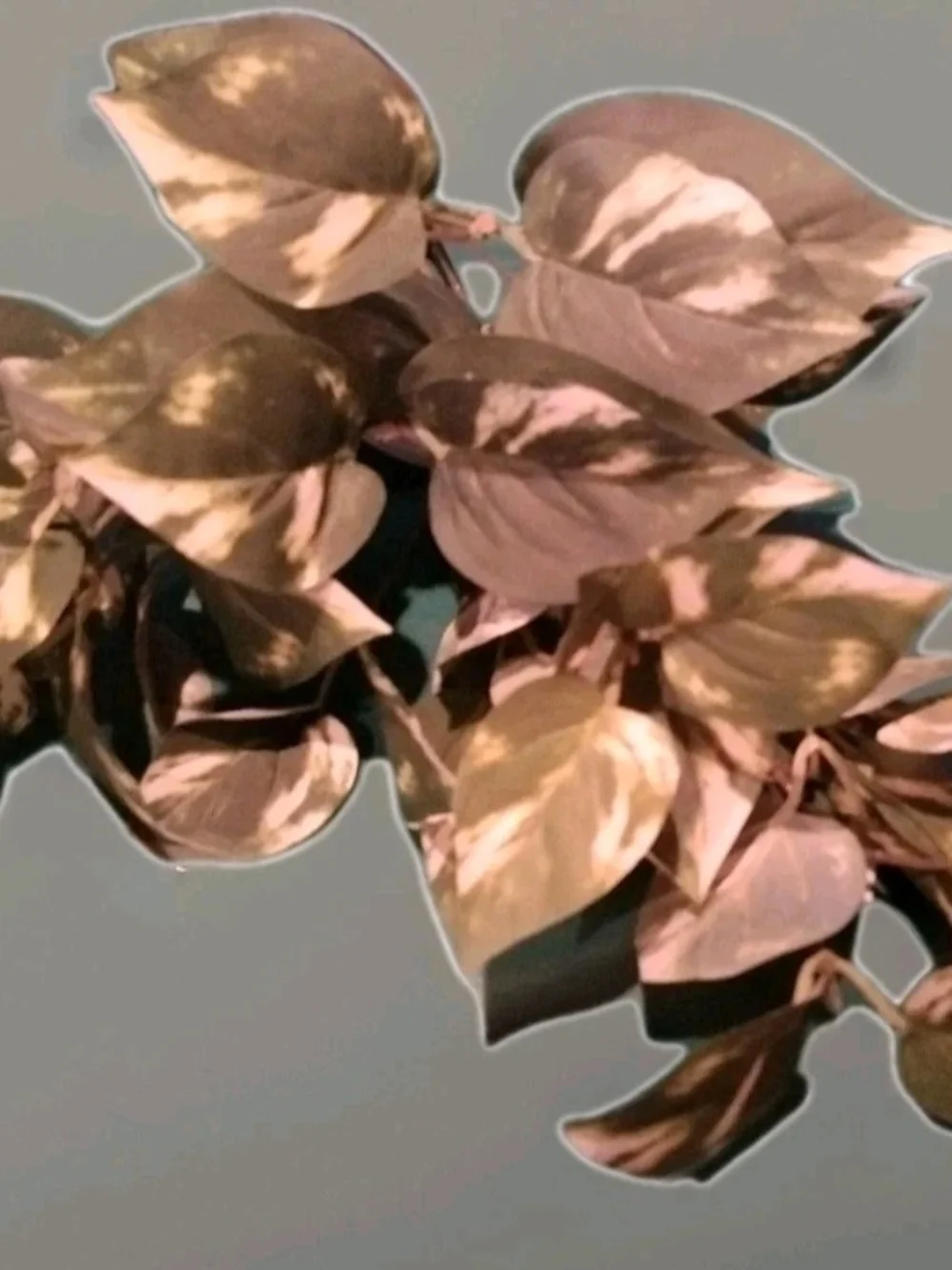 Decorative Marbled Golden Photos Bunch 22 In Long White and Green